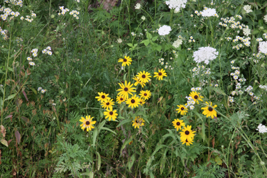 Full Size Image = 1857 K