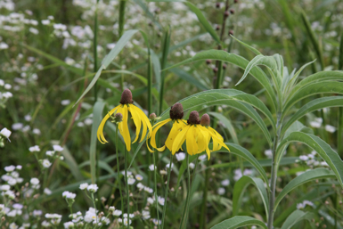 Full Size Image = 1010 K