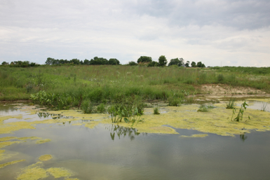 Full Size Image = 1720 K