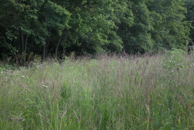 Full Size Image = 1748 K