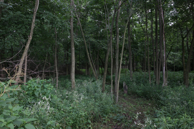 Full Size Image = 1730 K