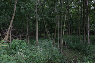 Full Size Image = 1681 K