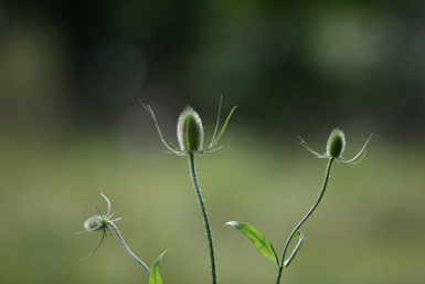 Full Size Image = 723 K