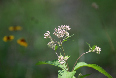 Full Size Image = 810 K