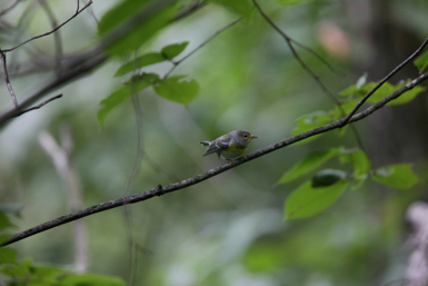 Full Size Image = 805 K