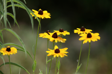 Full Size Image = 771 K