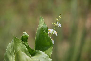 Full Size Image = 763 K