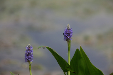 Full Size Image = 646 K