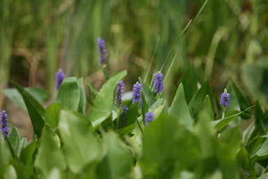 Full Size Image = 828 K