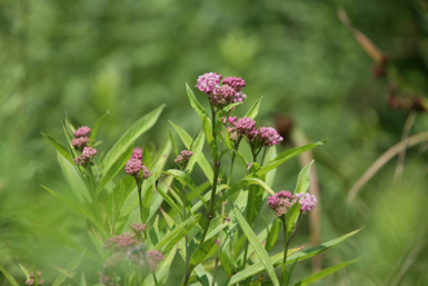 Full Size Image = 869 K