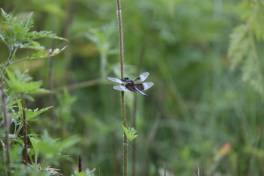 Full Size Image = 835 K