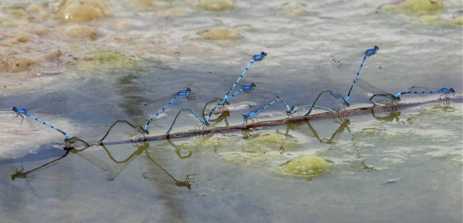 Full Size Image = 1372 K