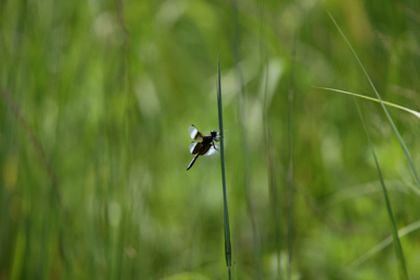 Full Size Image = 733 K