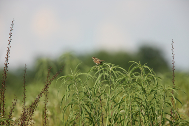 Full Size Image = 910 K