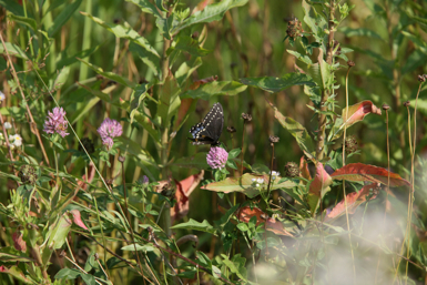 Full Size Image = 1256 K