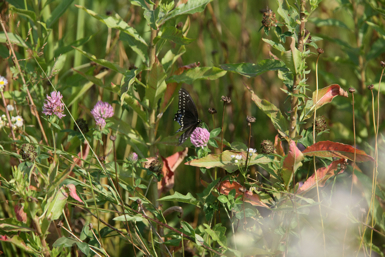 Full Size Image = 1285 K