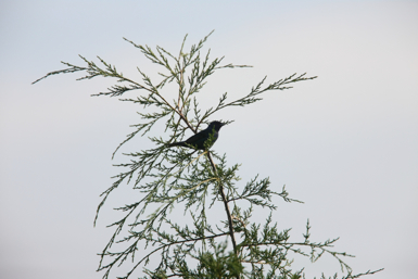 Full Size Image = 812 K