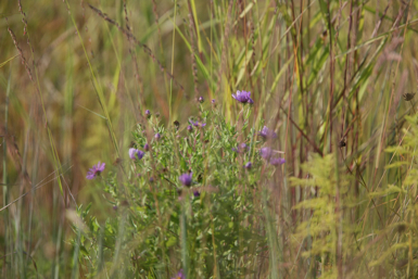 Full Size Image = 1096 K