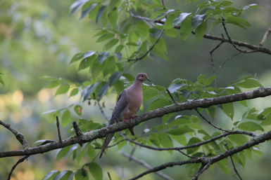 Full Size Image = 1001 K