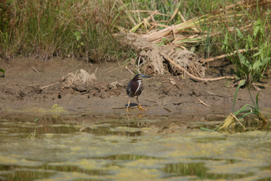 Full Size Image = 1214 K