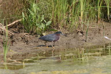 Full Size Image = 1390 K