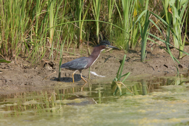 Full Size Image = 1319 K