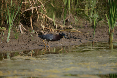 Full Size Image = 1079 K