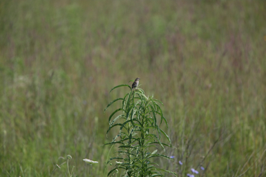 Full Size Image = 834 K