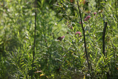 Full Size Image = 1390 K