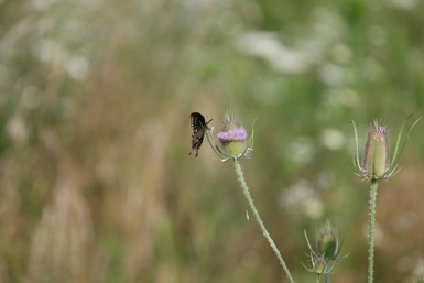 Full Size Image = 721 K