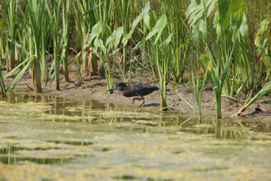 Full Size Image = 1286 K