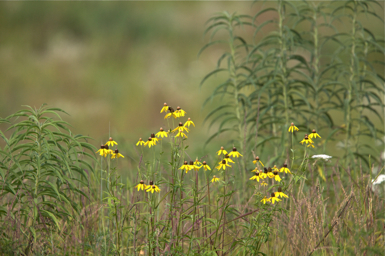 Full Size Image = 1197 K