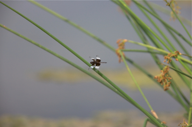 Full Size Image = 784 K