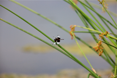 Full Size Image = 897 K