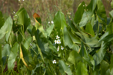 Full Size Image = 1247 K