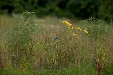 Full Size Image = 1509 K