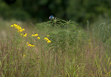 Full Size Image = 1407 K