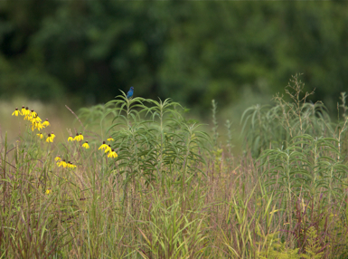 Full Size Image = 1471 K