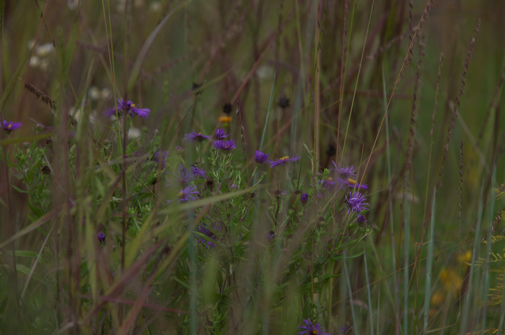 Full Size Image = 9528 K