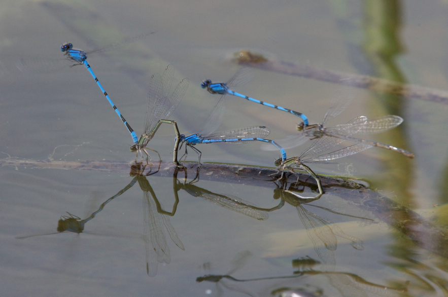 Full Size Image = 4871 K