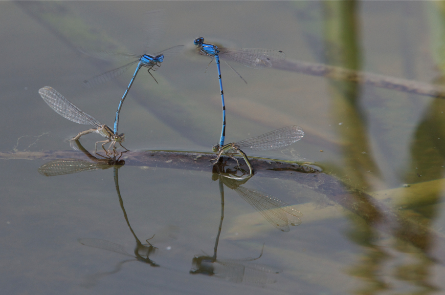 Full Size Image = 4738 K