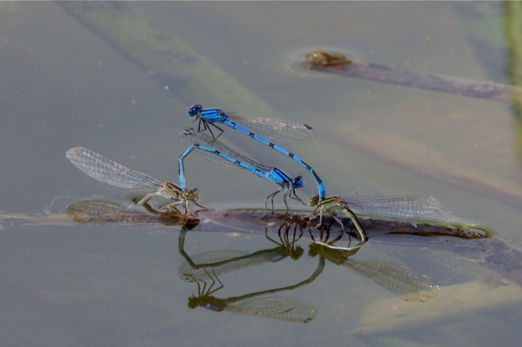 Full Size Image = 3392 K