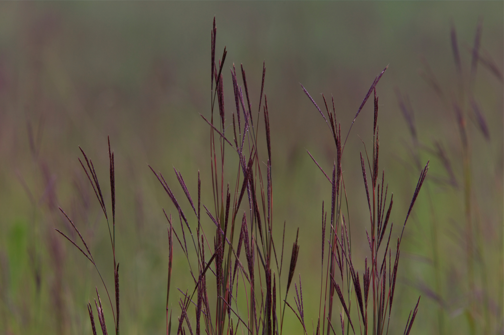 Full Size Image = 15619 K