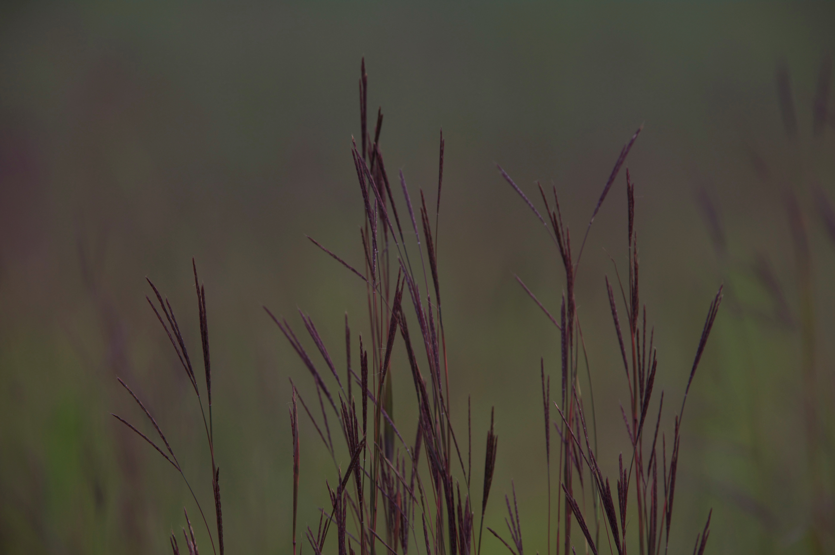 Full Size Image = 7655 K