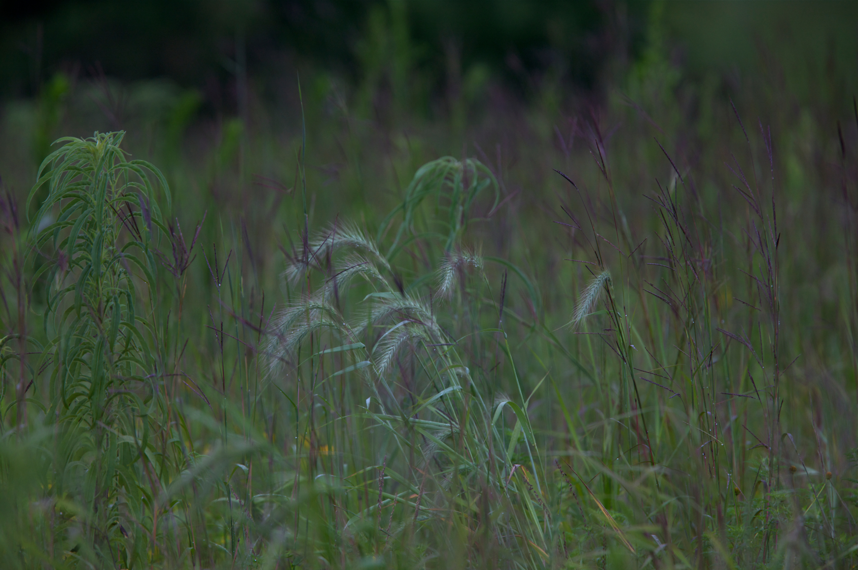 Full Size Image = 17012 K