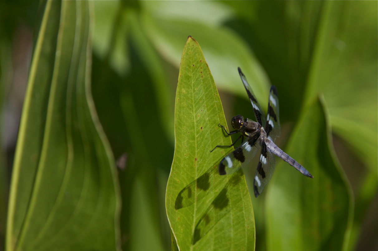 Full Size Image = 8421 K