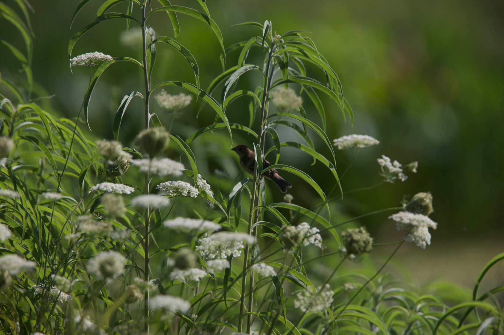 Full Size Image = 10511 K