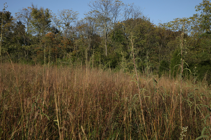 Full Size Image = 2299 K