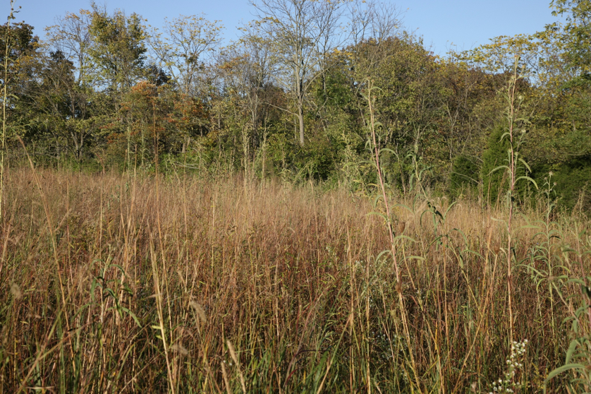 Full Size Image = 2546 K