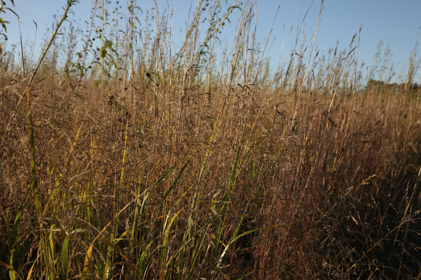 Full Size Image = 1728 K